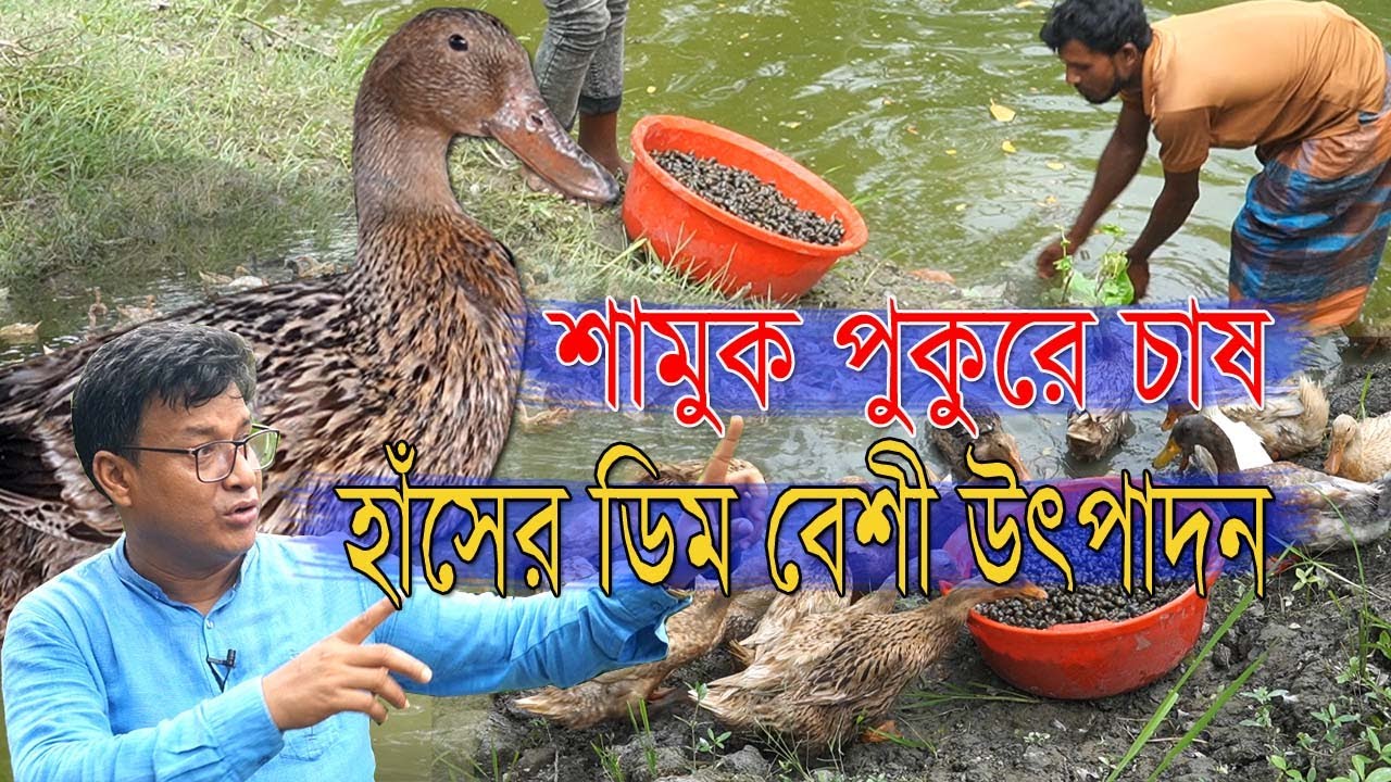 কিভাবে শামুক পুকুরে চাষ করবেন। শামুক ব্যবহার করে হাঁসের ডিম বেশী উৎপাদন ও খরচ কমাবেন। হাঁস পালন