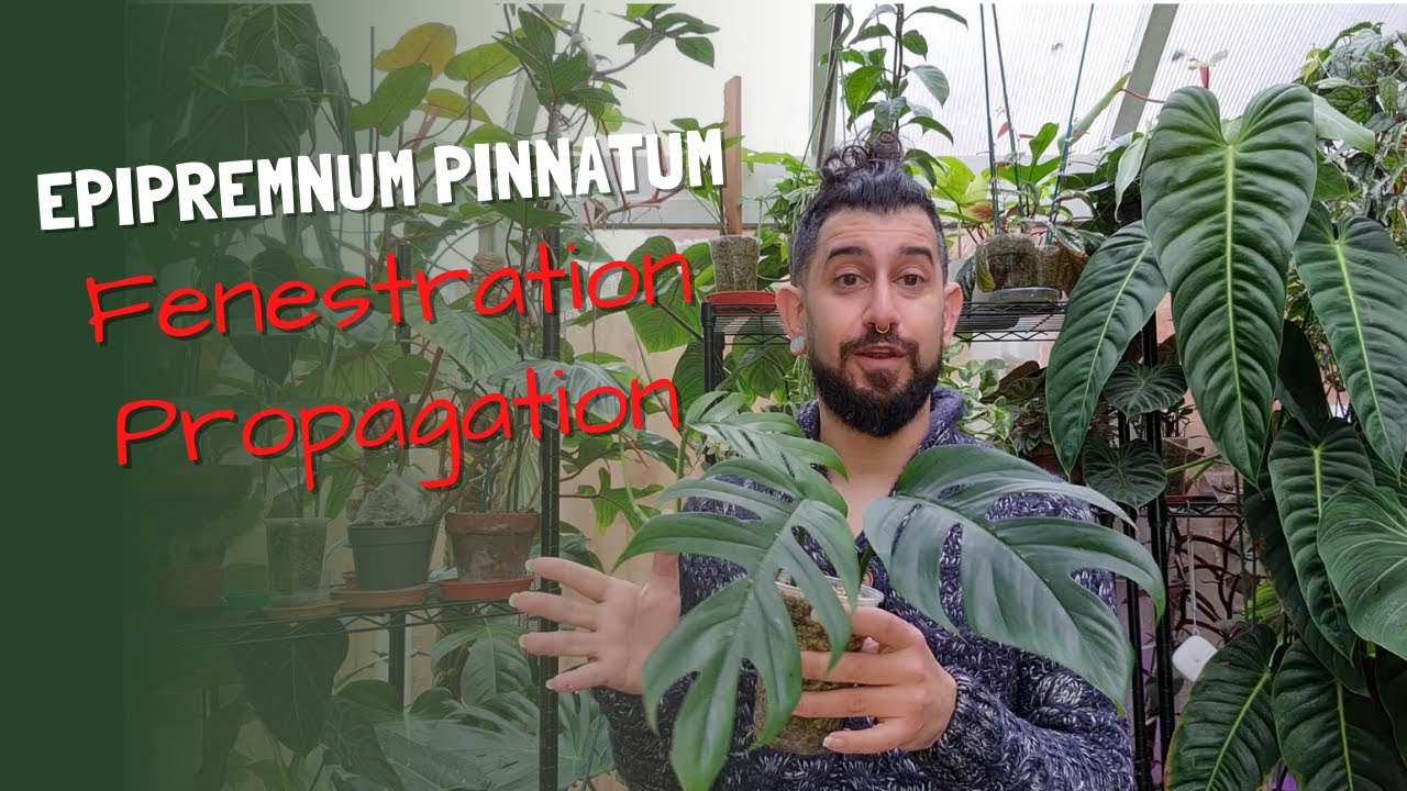 How to get Epipremnum Pinnatum fenestrations | Propagating fenestrated cuttings