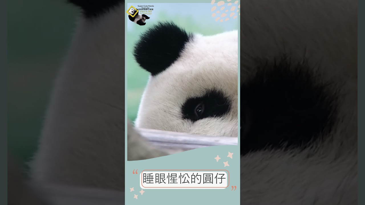 圓仔睡眼惺忪時該起床啦 #panda #yuanzai #圓仔