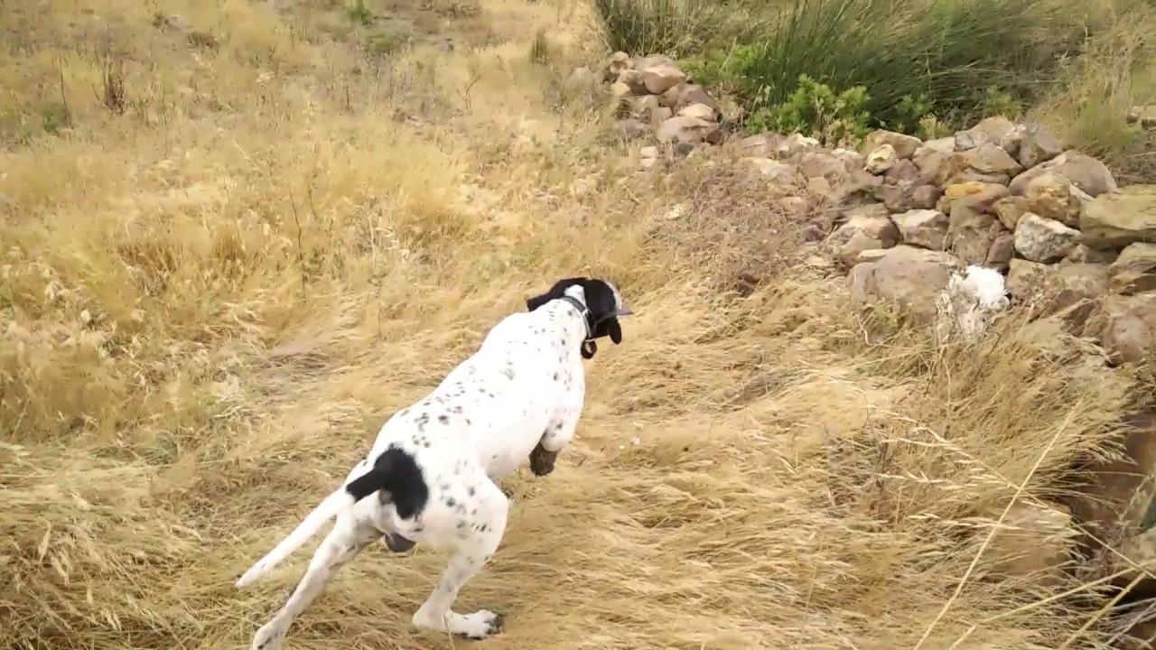 Perro de caza (pointers)
