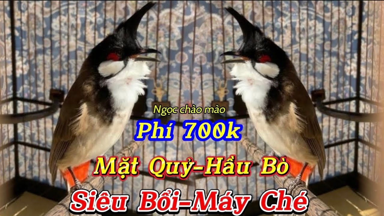 26/1 Siêu Phẩm Bổi Chúa 6Tháng Lồng/Đẳng Cấp Siêu Máy Ché-Phách Chơi Lắc Giật Xoè/LH: 0822.084.632