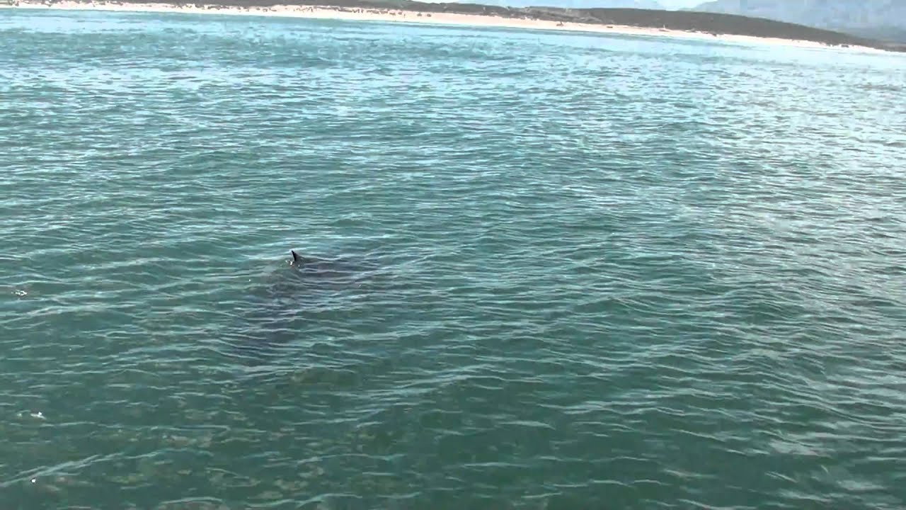 Great White False Bay
