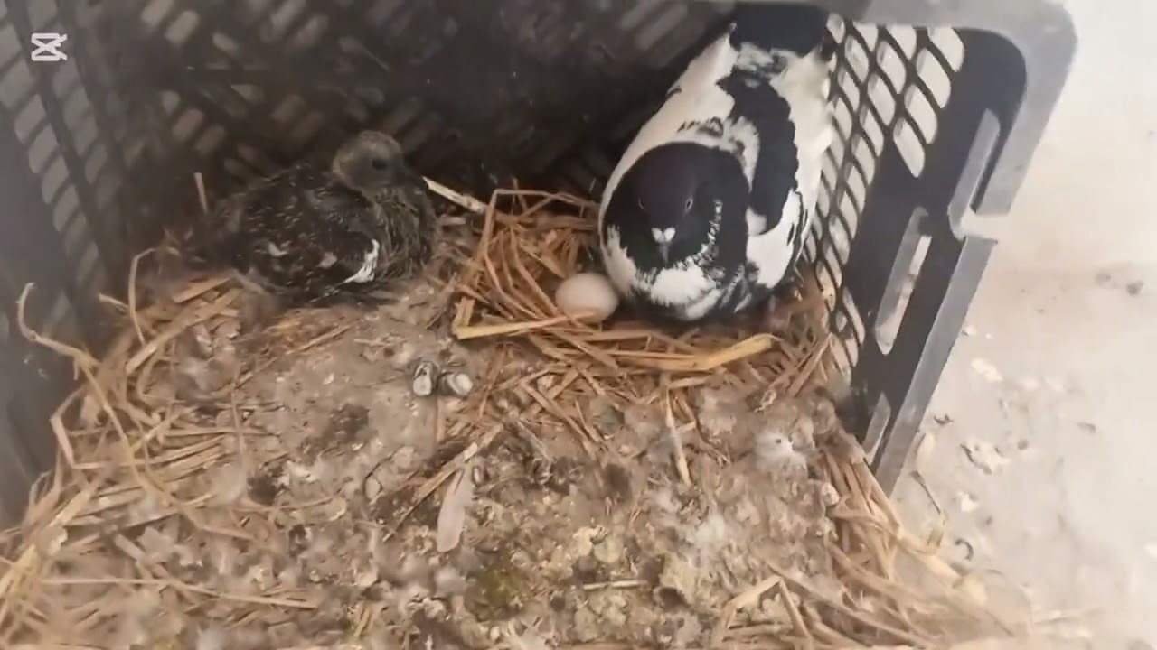 Kabotar nehla diya kabotar ne Hume mara