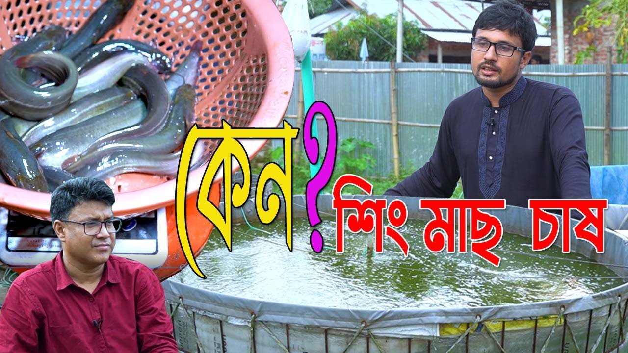 কেন ? শিং মাছ বায়োফ্লকে চাষ করবেন। শিং মাছে সফল বিশ্ববিদ্যালয় ছাত্র রংপুরের কবির। কেজিতে ১০ টা মাছ