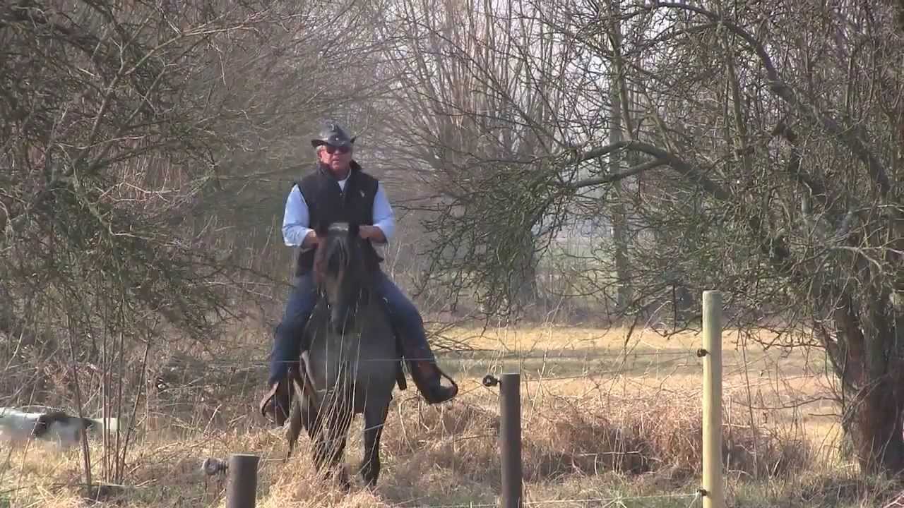 TWH Stud DKF's First Blue European