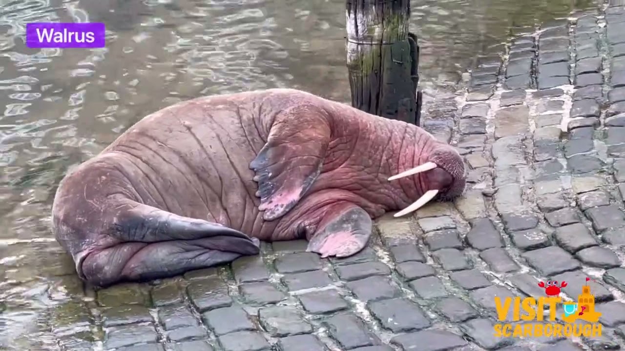 Walrus, Dolphins & Porpoise Visit Scarborough In 2022!