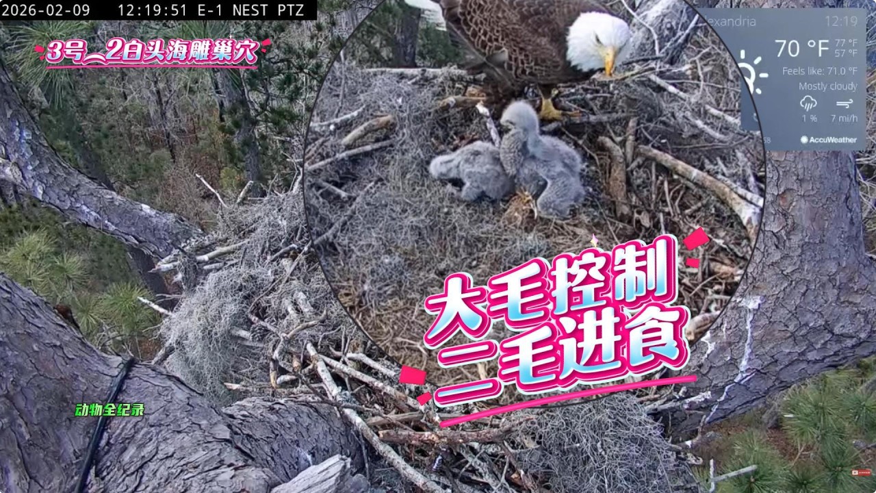 3号（2）雕巢：大毛越来越过分，全程看着不给二毛进食
