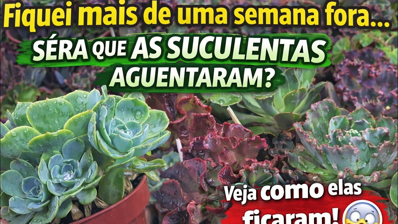 Fiquei mais de uma semana fora… veja como as suculentas ficaram! 😮🌿