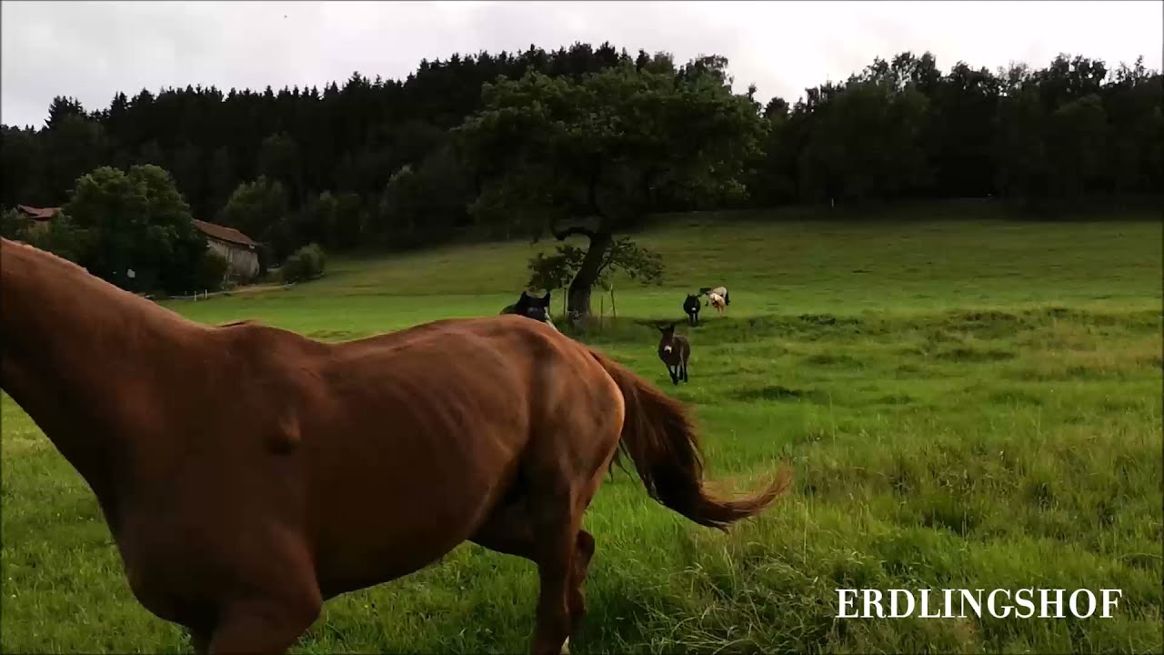 Im Galopp &uuml;ber die Weide - die Pferde und Esel vom Erdlingshof 🐴❤️