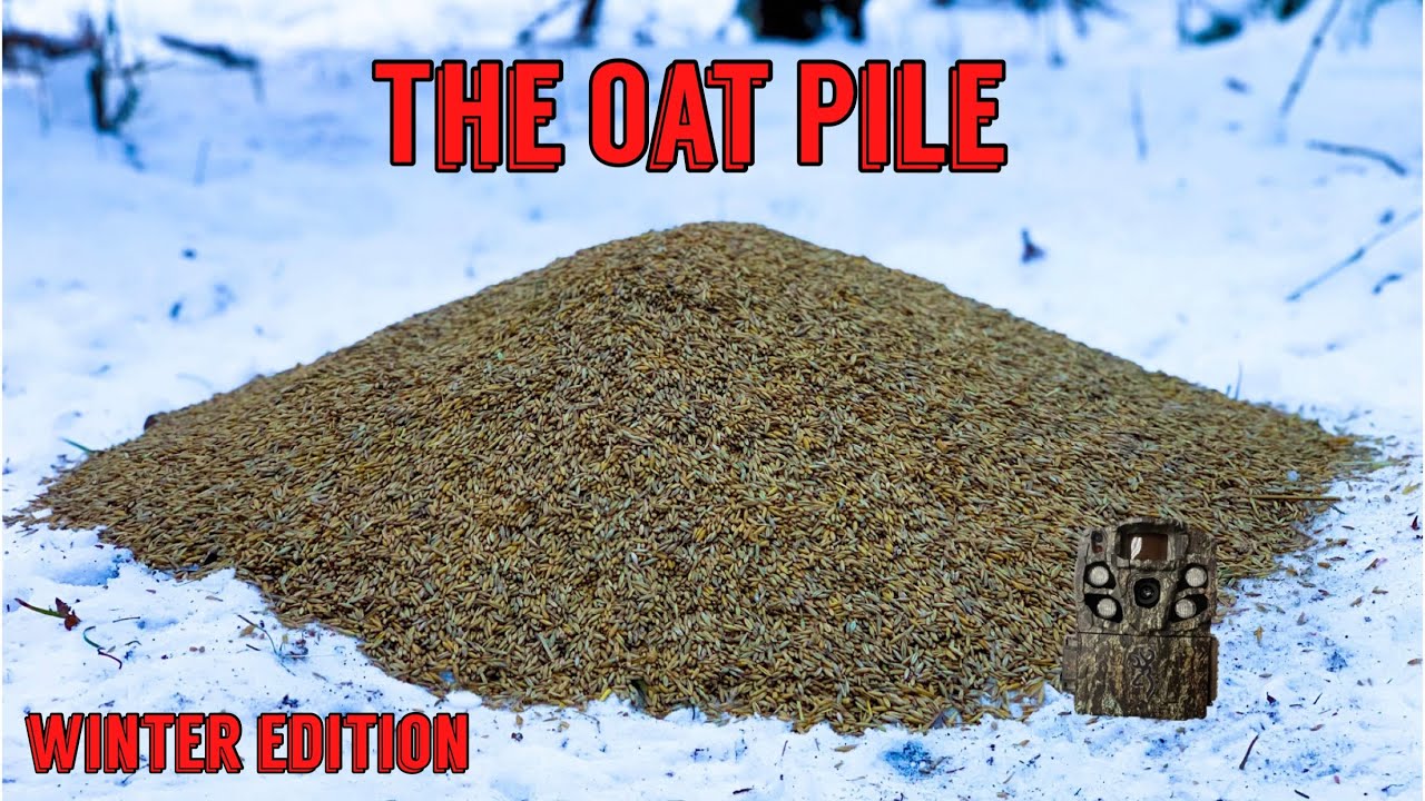 We Left 50LBS OF OATS in the Woods! Heres what Happened! Trail Camera: The Oat Pile-Winter Edition