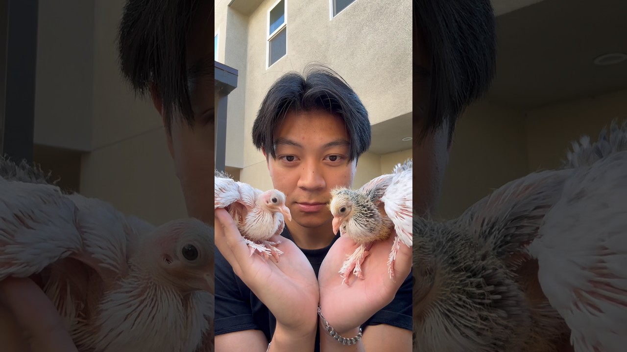 Pigeon Growth Time Lapse #birds #pigeon