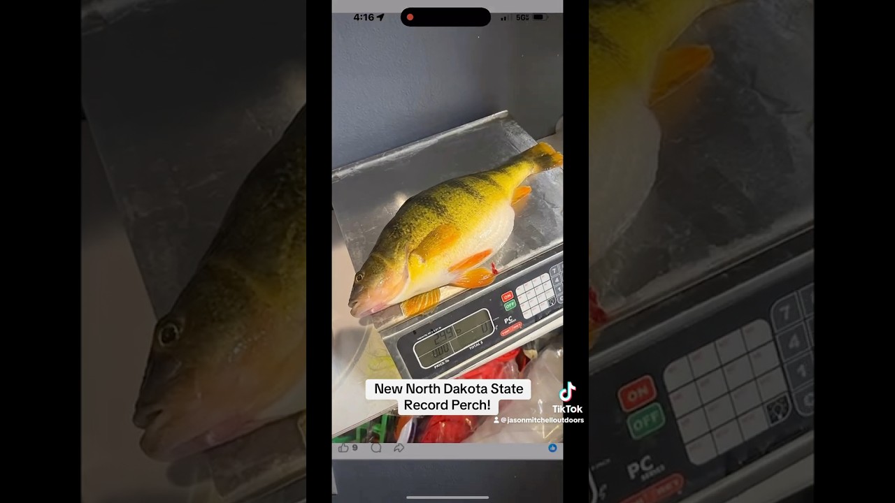 New North Dakota State Record Perch