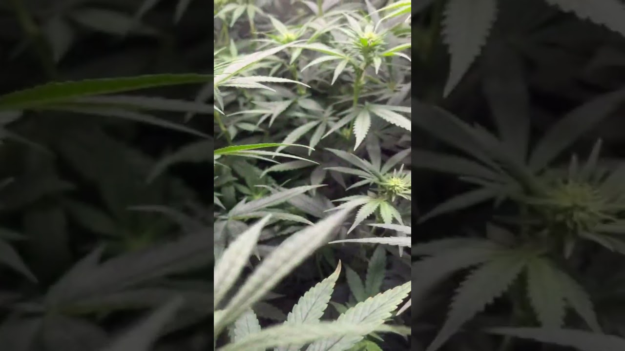 #grow #indoorplants #flowers #cannabiseducation #canopy