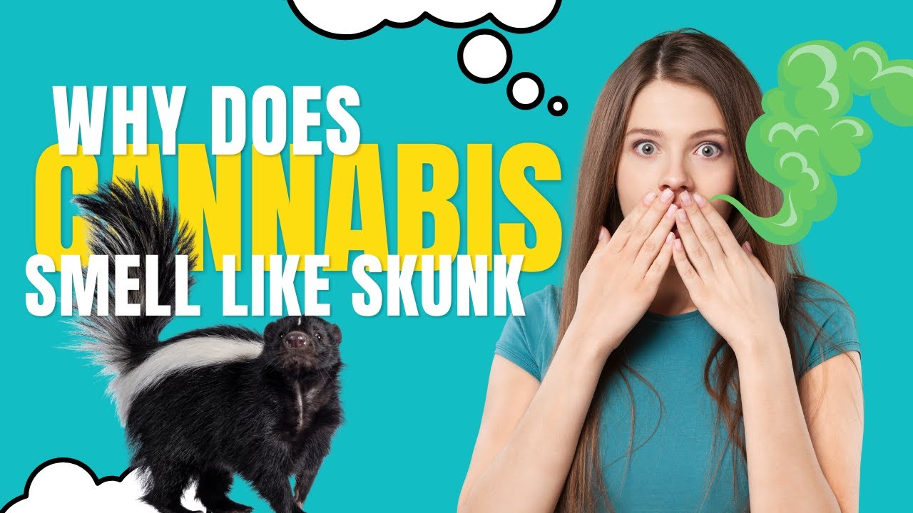 Why Cannabis Smells Like Skunk and How That Could Soon Change