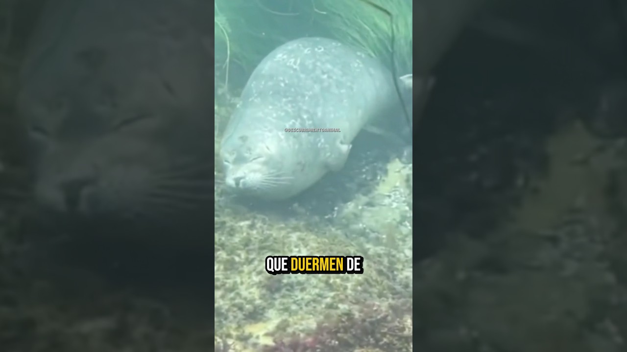 Los 10 animales que duermen de las maneras m&aacute;s extra&ntilde;as #mundoanimal #wildlife