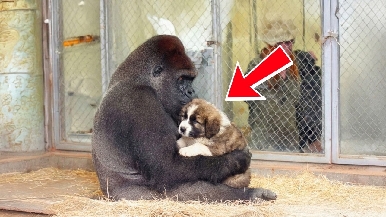 Gorilla Won’t Let Go of a Puppy, The Zookeepers’ Arrival Changes Everything | animal stories