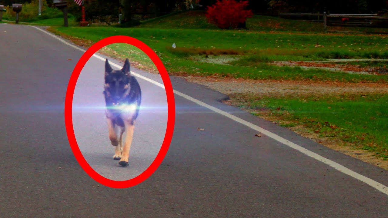 5 Animal Teleportations Caught on Tape