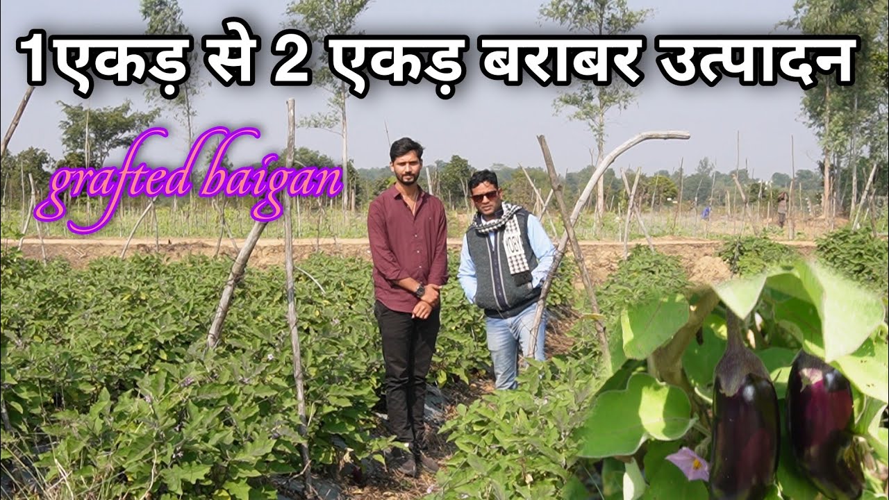 ग्राफ्टेड बैगन की कटिंग के बाद दुगना फूल और फल । One Acre se Two Acre = Selling or profit