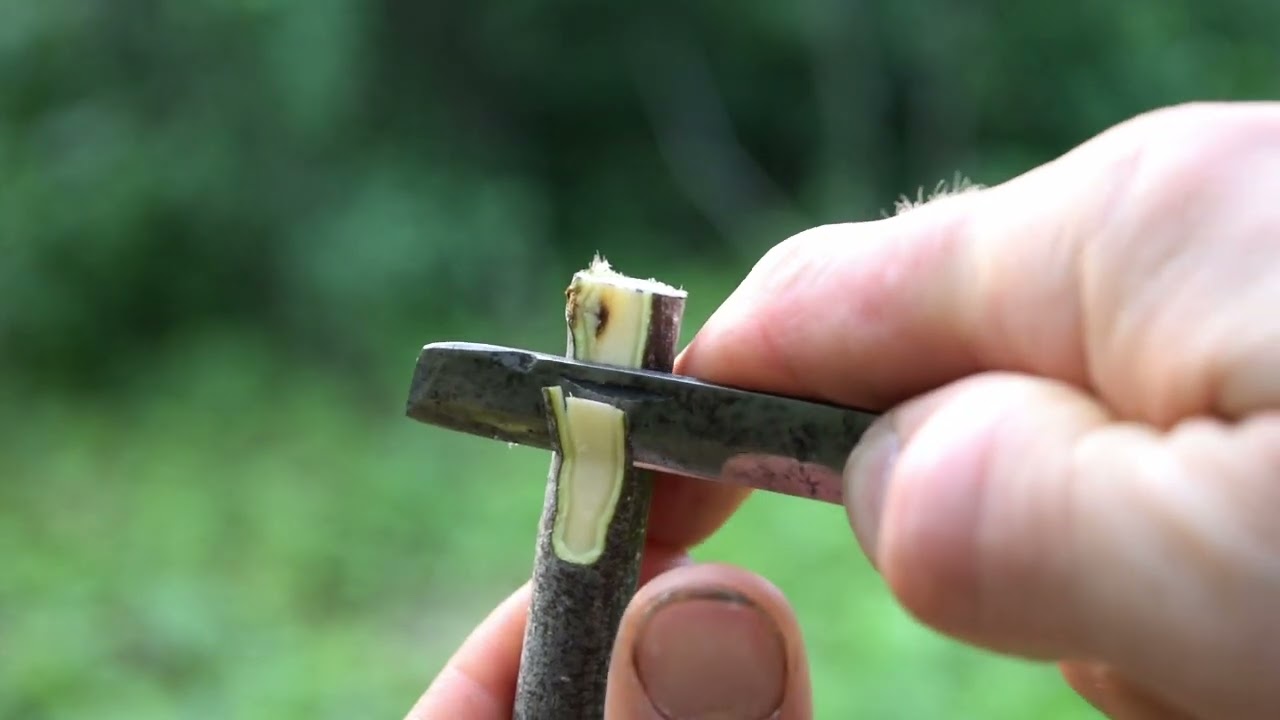 Grafting: modified whip and tongue method