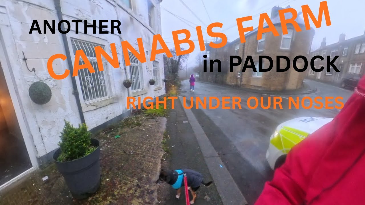Cannabis Farm In Paddock video