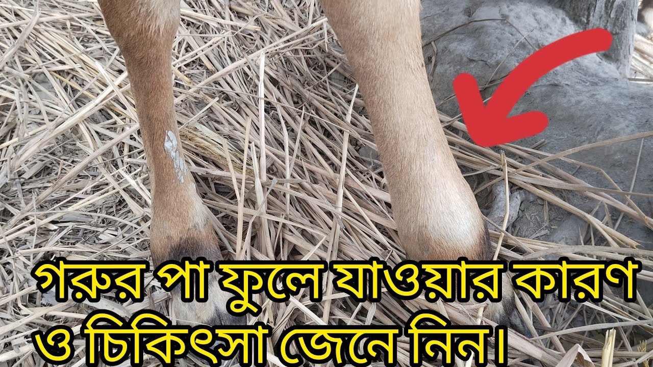 গরুর পা ফুলে গেলে করণীয় চিকিৎসা।।গরুর পা ফুলা রোগ।।গরুর পায়ে ব্যথা হলে করণীয়।।গবাদি পশুর পা ব্যথা