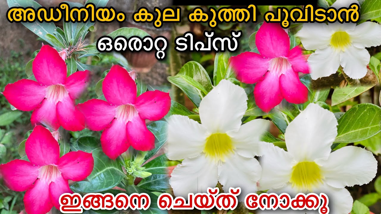 Adenium Flowering Tips | അഡീനിയം പൂക്കൾ കൊണ്ട് മൂടാൻ|Adenium Plant Care and Tips for Healthy Growth