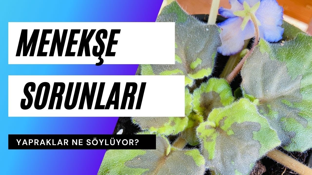 Afrika Menekşesi Yaprak Sorunları ve Çözümleri