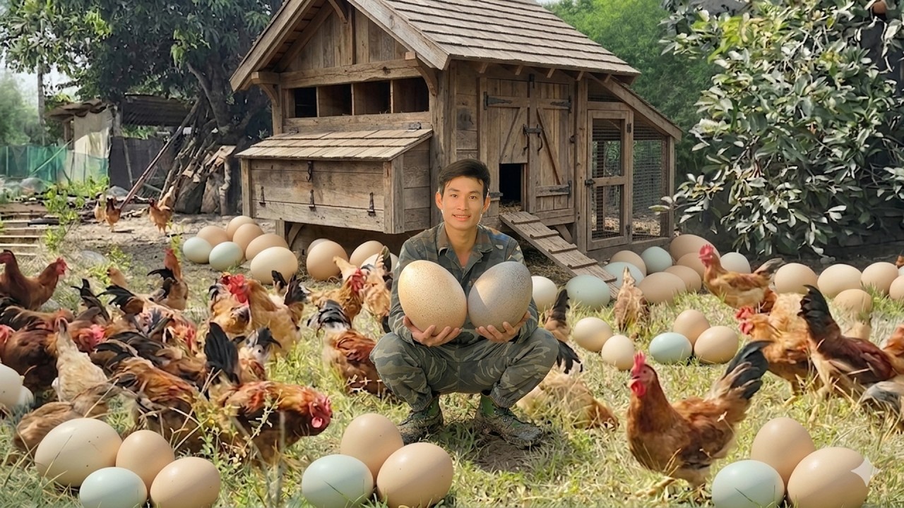 Chairman Trieu Build Nest Boxes For Laying Hens And Harvest 1000+ Chicken Eggs To Sell At The Market