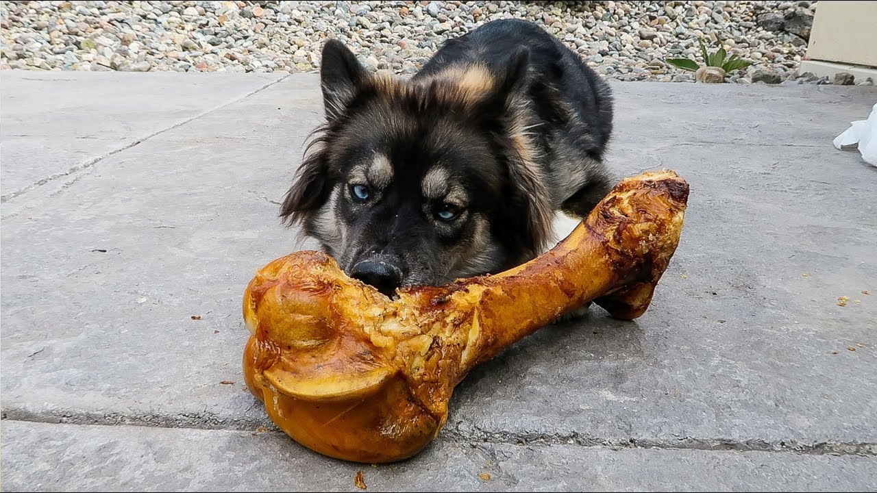 Huskies Get Giant Bone For 30,000 Subscribers!