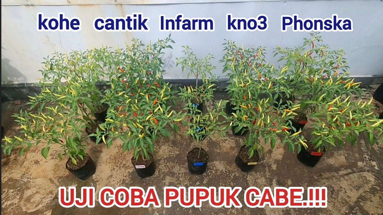 Viral‼️Uji coba pupuk cabe dengan 5 jenis pupuk berbeda.#cabe #pupuk