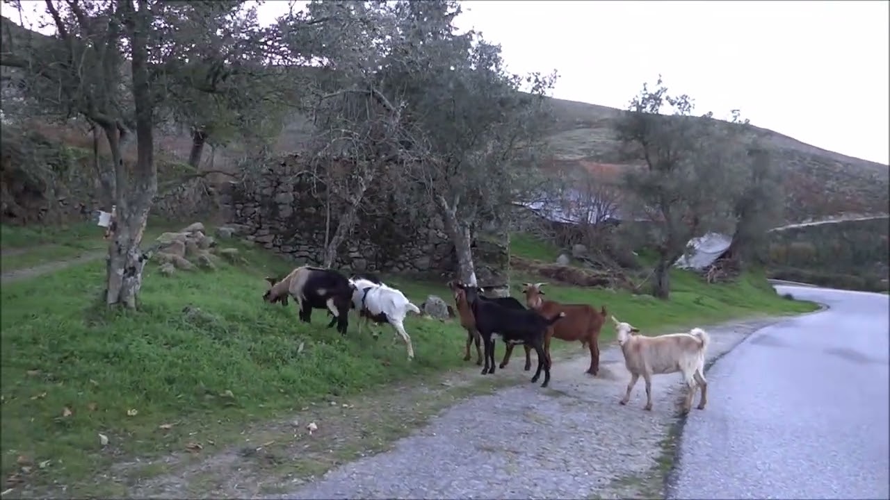 FOLGOSINHO  - Serra da Estrela  - O Rebanho