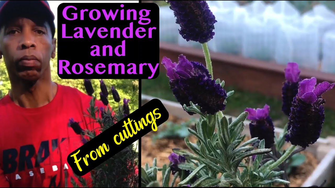 Grow Lavender & Rosemary from Cuttings! (Easy & FREE!)