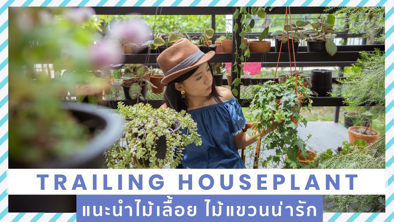 แนะนำไม้เลื้อย ไม้แขวน น่ารักๆ ปลูกเลี้ยงที่บ้าน