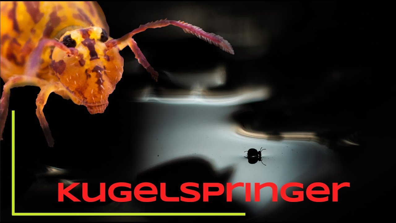 Kugelspringer finden und Fototipps - Naturfotografie