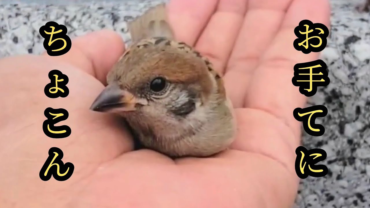 手のひらで遊び回る子スズメ　すずめ日記 リフレッシュ公開　