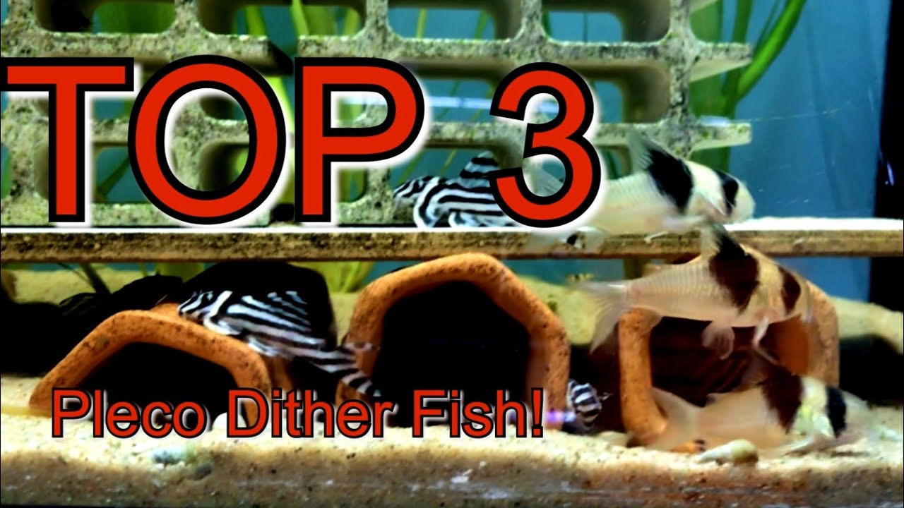 My Top 3 Pleco Dither Fish! Subscribe For More!!!
