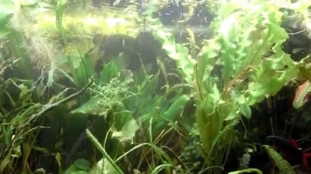 Danio nigrofasciatus