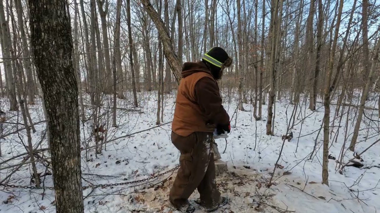 Winter Wood Gathering Day 2