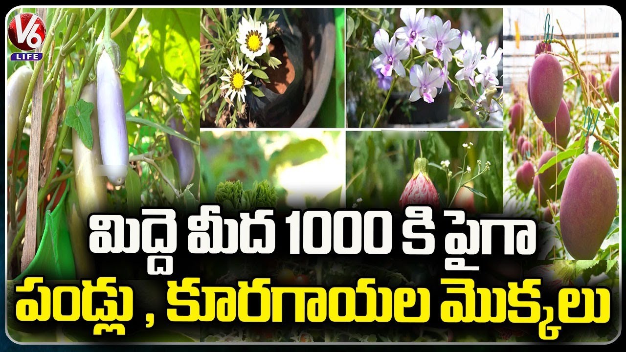 Miyazaki Mango Tree In Terrace Garden | World's Costliest Mango  | Karmanghat  | V6 Life