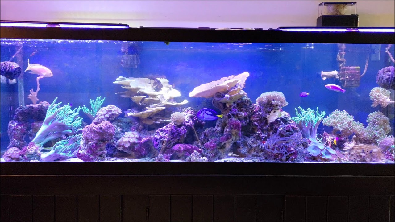 NO Sump = No Problem Reef Tank Methods