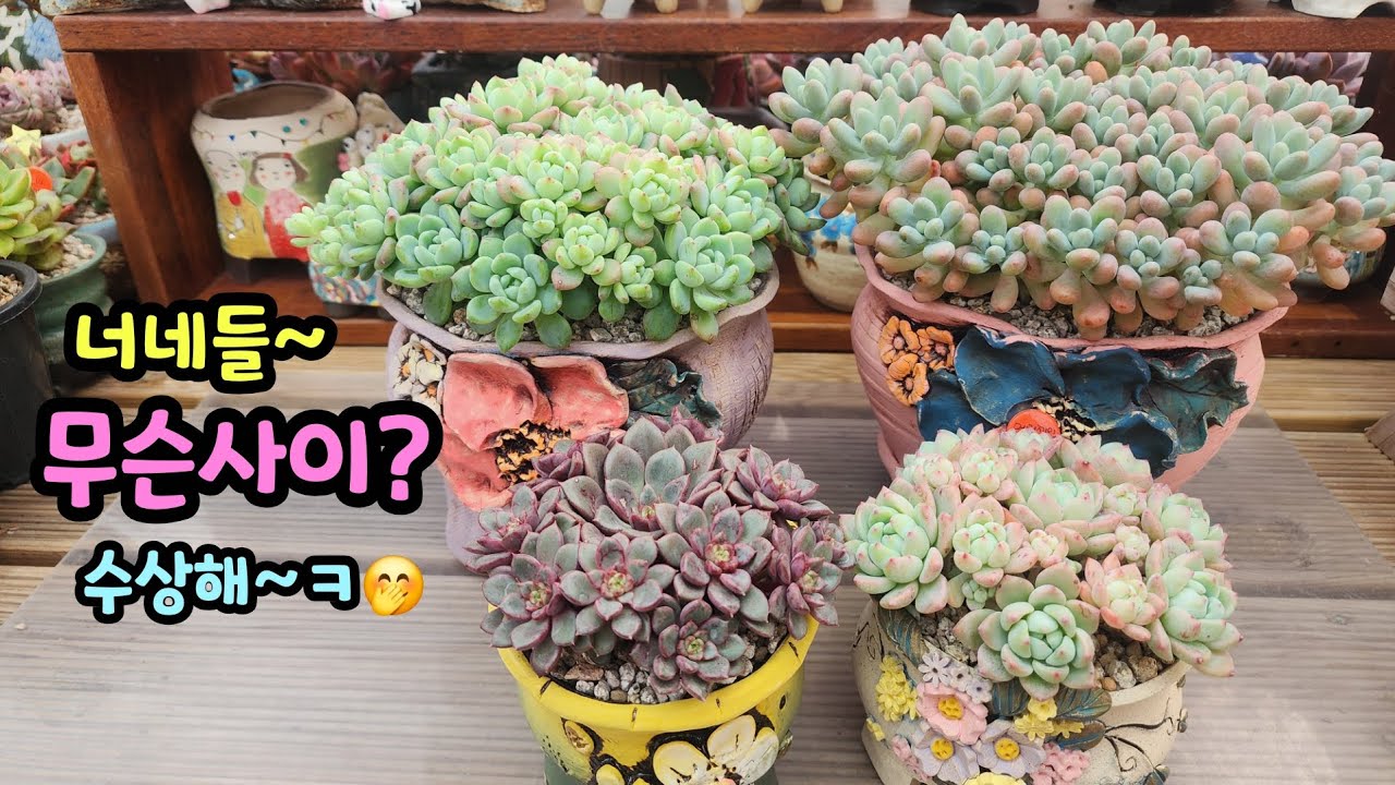 260213 닮았어!너무비슷해!한가족?ㅎ이런다육참~많죠~키워보며비교해봐야쥬^^