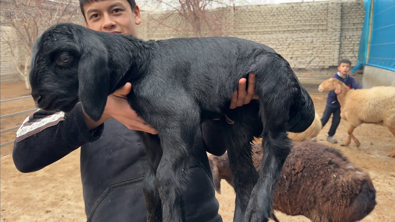 BISHKEDAN KEGAN BO’G’OZLAR TUG’VORYAPTI BERGAN BOLASINI KO’RING