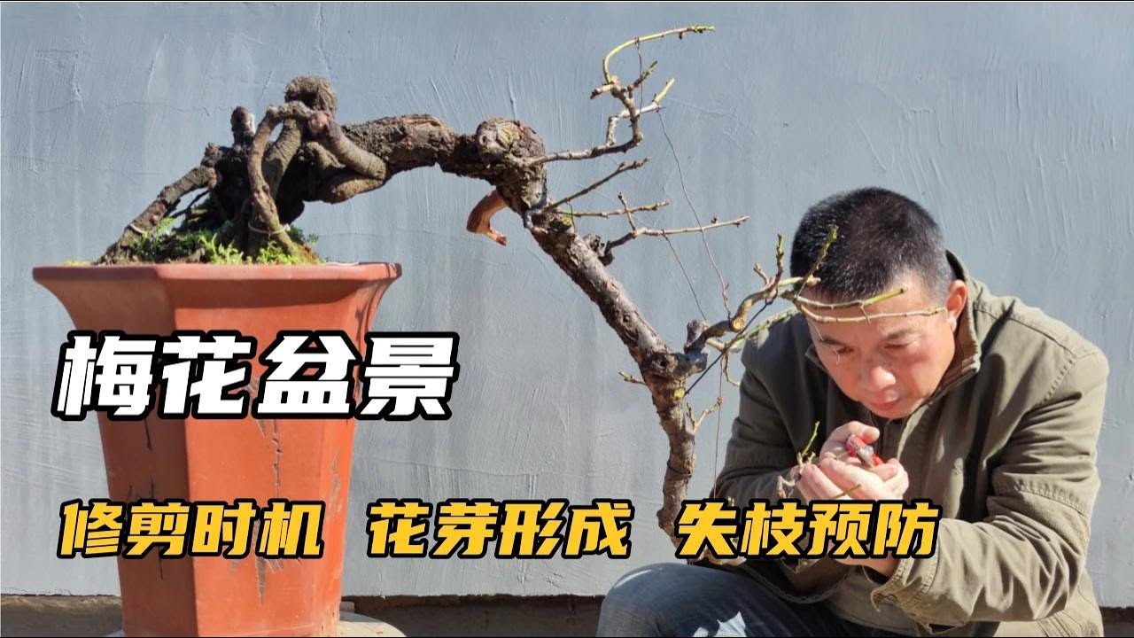 Pruning timing of plum bonsai and control measuresfor loss of branches and dryness梅花盆景修剪時機及失枝枯乾的防治措施