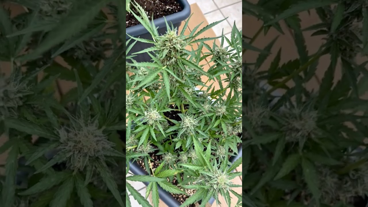 day 70 😍 Ak autoflower 🪴Update