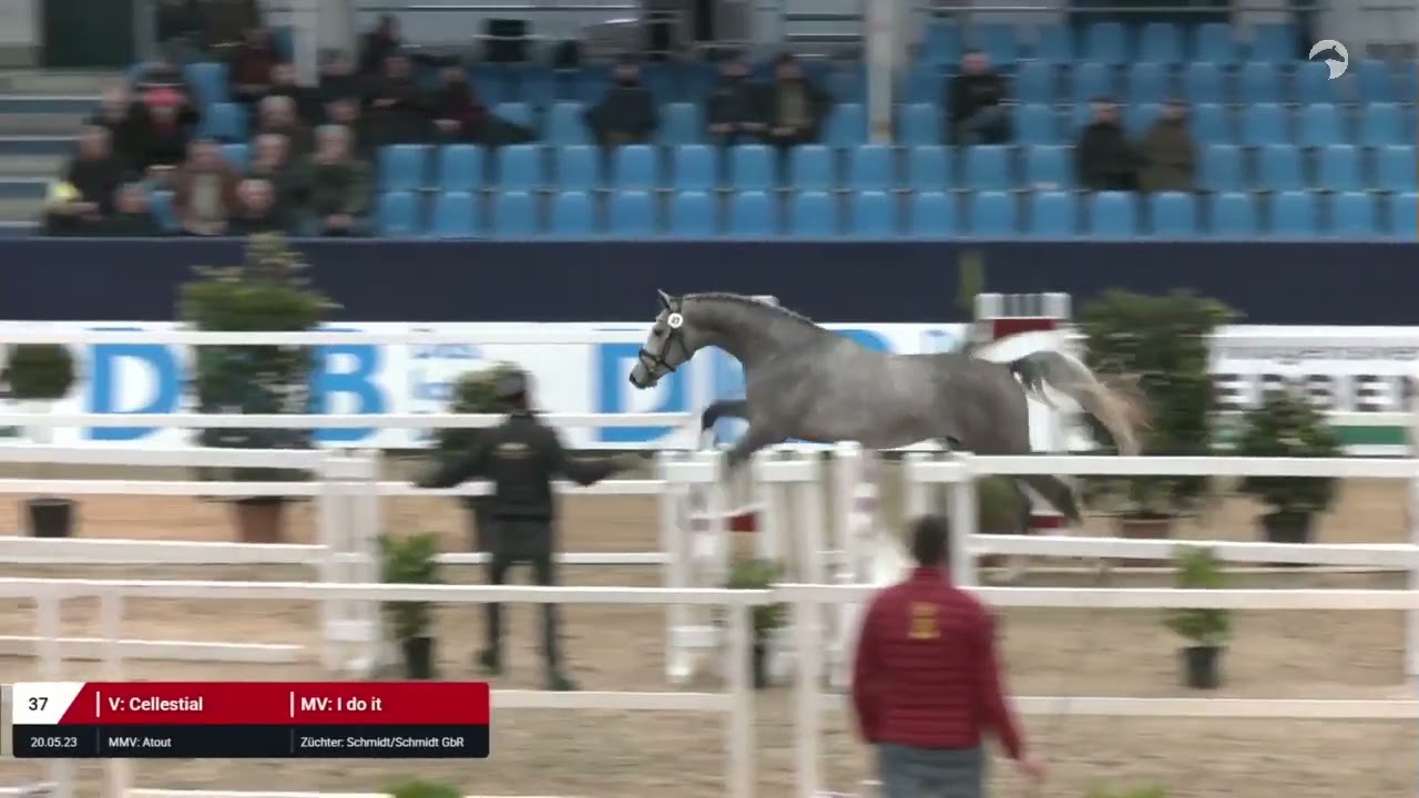 Kat. Nr. 37 Hengst v. Cellestial - I do it *20.05.2023