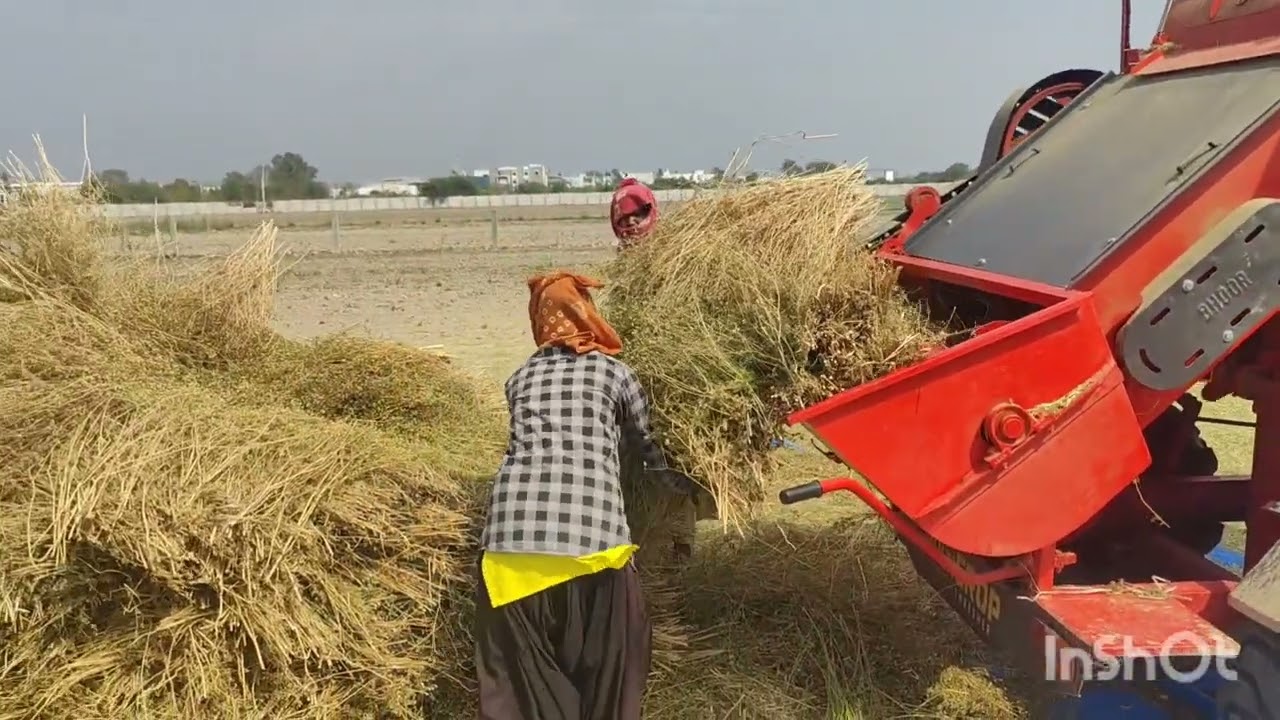 bhoor thresher me dhaniya nikalta huva