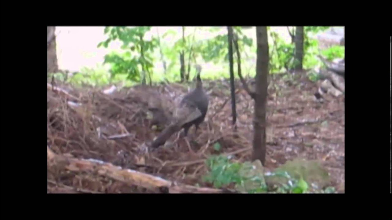 Turkey Trap