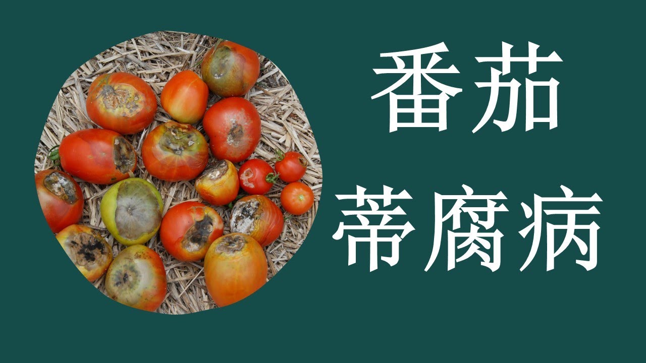 番茄蒂腐病怎么预防？介绍一种有效和省钱的办法