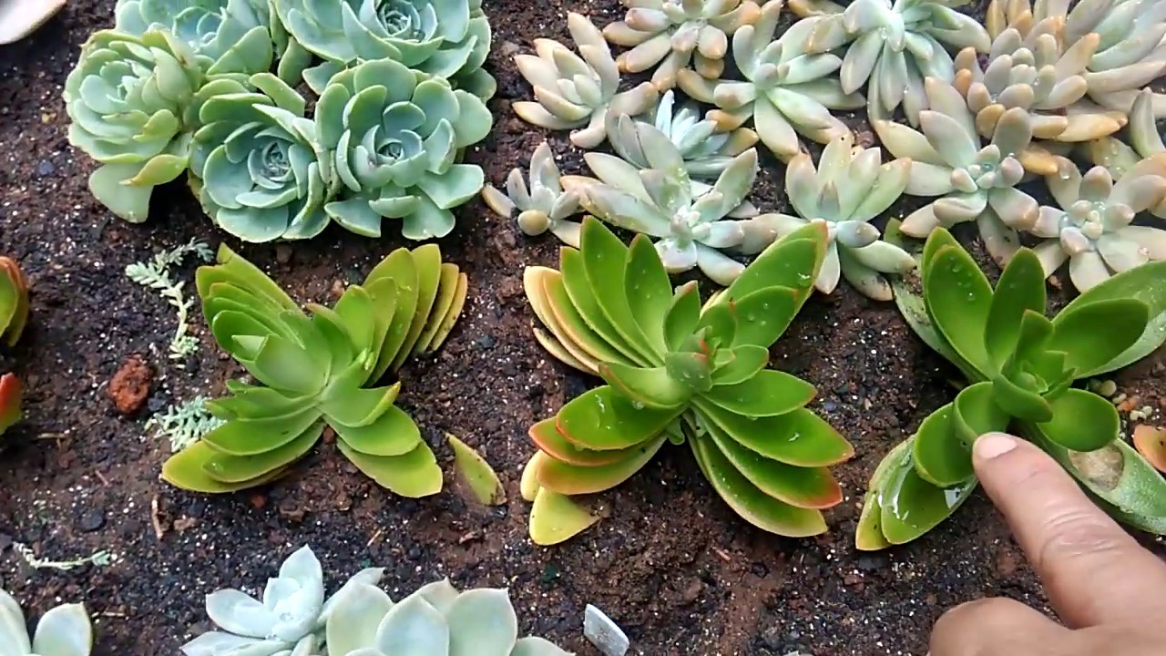 #JARDIM  de #SUCULENTAS   na carriola #replante