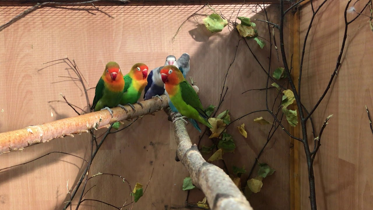 Agapornis fischeri